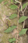 Planertree <BR>Water elm